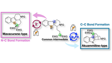 Bioinspired Electrochemical Cyclization toward the Divergent Synthesis of Mavacurane- and Akuammiline-Type Alkaloid